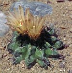 Neoporteria paucicostata RCPB186.01 Quebrada San Ramon, Antofagasta, Chile